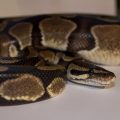 How Long Can A Ball Python Go Without Eating