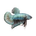 How Long Do Betta Fish Live?