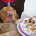 Why Is My Dog Suddenly Hungry All The Time?