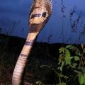 Dangerous and Deadly: The Indian Cobra
