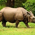 Saving the Indian Rhinoceros: A Conservation Story