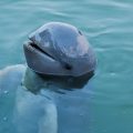 Saving the Irrawaddy Dolphin: A Race Against Extinction