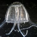 Doom Jellyfish: The Irukandji's Lethal Sting