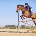 Jumping Horses: The Athletes of the Equestrian World
