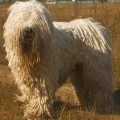 Discovering the Adorable Mop Dog Breeds