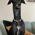 Dogs with Long Necks: Breeds with This Unusual Feature
