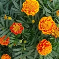 Are Marigolds Poisonous to Dogs?