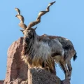 Markhor: An Exploration of the National Animal of Pakistan