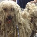 Using Coconut Oil for Matted Dog Hair