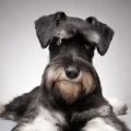 The Schnauzer: Fun, Loving, and Playful with Kids