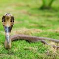 Unveiling the Monocled Cobra: A Fascinating Species