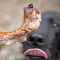 Help! My Dog Ate Rib Bones and Is Throwing Up