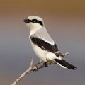 Boreal Forest: Unveiling the Mysteries of the Northern Shrike