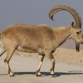 Saving the Critically Endangered Nubian Ibex from Extinction
