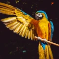 Surprising Facts About the Colorful Creatures Called Parrots