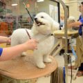 Exploring Starting Pay at PetSmart: What to Expect