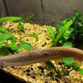 The Advantages of Keeping Pond Loach in Your Aquarium
