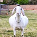 Pregnant Goats: Signs, Symptoms, and Care