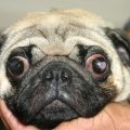 Red Eye in Pugs: Causes and Treatment.
