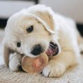 The Benefits of Feeding Marrow Bones to Puppies