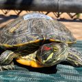 How Big Do Red-Eared Sliders Get?