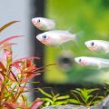 Keeping Rice Fish in Your Aquarium