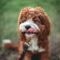 Understanding Why Your Dog Keeps Sticking Out Its Tongue