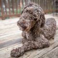28 Facts About The German Doodle
