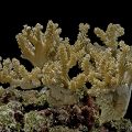 Discovering the Wonders of Soft Coral