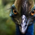 The World's Most Dangerous Bird: The Southern Cassowary