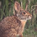 Exploring the Adaptations of the Elusive Swamp Rabbit