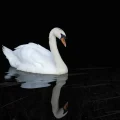 How Long Do Swans Live And 40 More Swan Facts