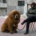 The Majestic Tibetan Dog: An Overview