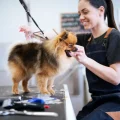 Do You Tip Dog Groomers? A Guide to Gratitude Tips
