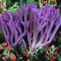A Beginner's Guide to Keeping Toadstool Coral