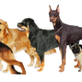 Top Dog Breeds in India for Families