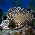 The Spotted Trunkfish: A Hardy Predator of the Reefs