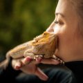 What Can Bearded Dragons Eat?