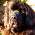 What Is The Best Dog Food For Newfoundlands?