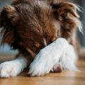 Why Do Dogs Hide Their Face?